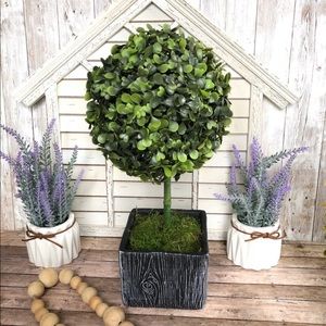 Boxwood Tree Topiary in Pot - Large